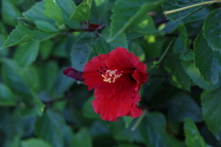 Close-up of a beautiful Hibiscus rosa-sinensis or Chinese Hibiscus flowerの写真素材