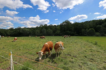 Cows graze in the meadow in summerの写真素材