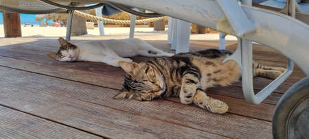 Hotel cats rest under the couches during the dayの写真素材