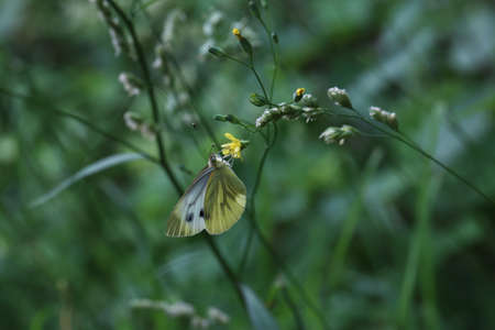 Beautiful butterflies sit on flowers and drink nectarの写真素材
