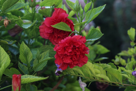 Red Roses on a bush in a gardenの写真素材