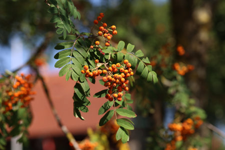 Red rowan berries on the rowan tree branches.の写真素材