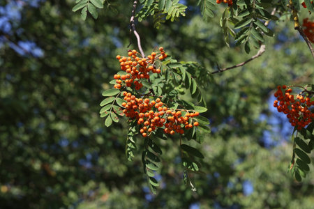Red rowan berries on the rowan tree branches.の写真素材