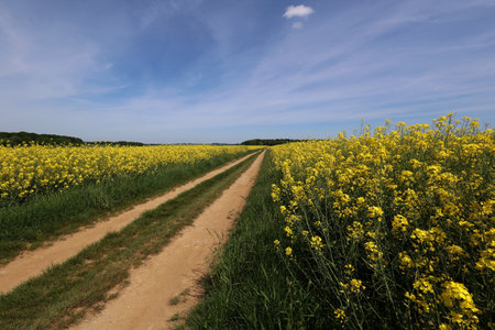 Yellow rapeseed flowers in a field in springの写真素材