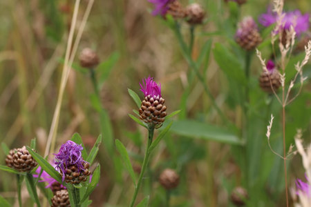 Thistle flower in the field in summer.の写真素材