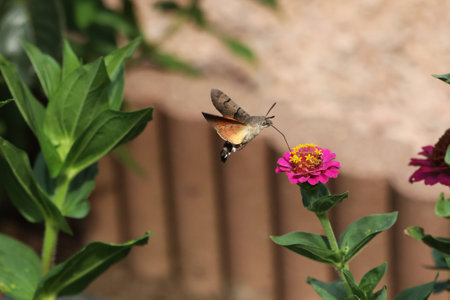 Hawk-winged hummingbird butterfly flies to a beautiful zinnia flowerの写真素材