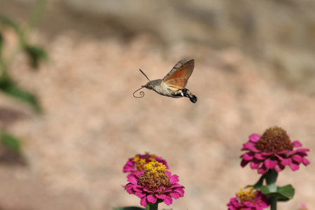 Hawk-winged hummingbird butterfly flies to a beautiful zinnia flowerの写真素材
