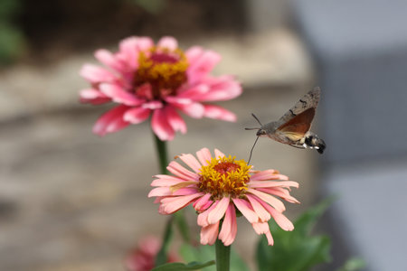 Hawk-winged hummingbird butterfly flies to a beautiful zinnia flowerの写真素材