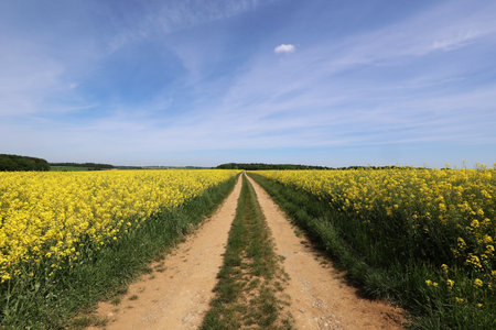 Beautiful spring landscape with blooming rapeseed fieldsの写真素材
