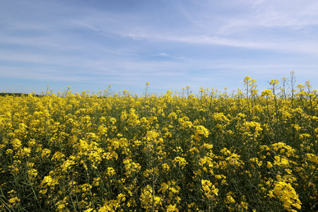 Beautiful spring landscape with blooming rapeseed fieldsの写真素材