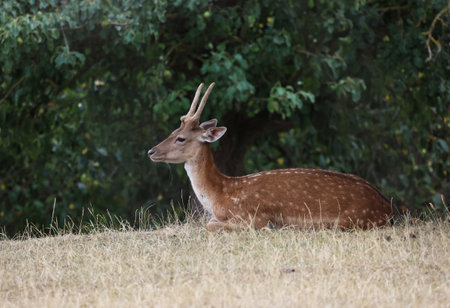 The deer lies in the grass at the edge of the forestの写真素材