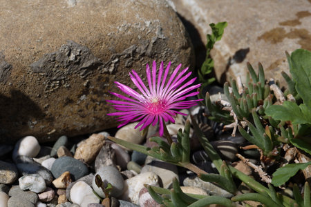 Delosperma cooperi. Pink violet flowers.の写真素材