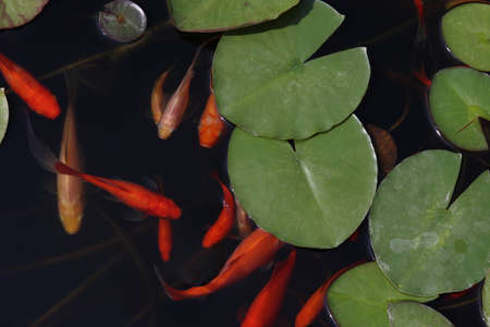 Goldfish swim among the leaves in the pond