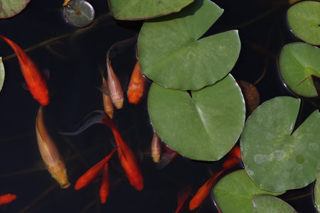 Goldfish swim among the leaves in the pondの写真素材