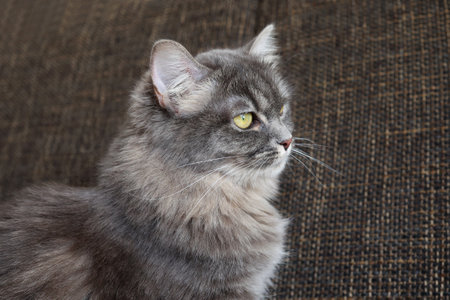 Little gray kitten close up