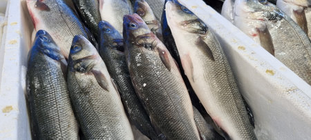 Different sea fish at a fish market in Croatia.の写真素材