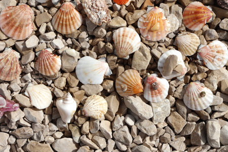 Seashells are scattered on the rocky beachの写真素材