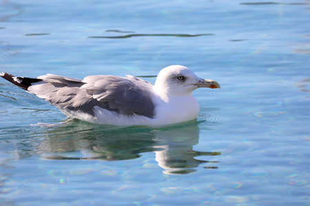 Sea gull swinging on the waves.の写真素材