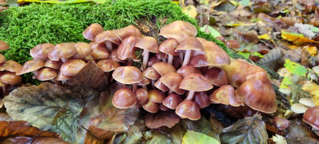 Autumn mushrooms grow in the forest on a stumpの写真素材
