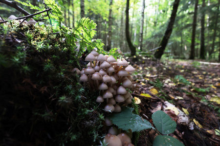 Autumn mushrooms grow in the forest on a stumpの写真素材
