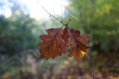 Oak leaves in the autumn forestの写真素材
