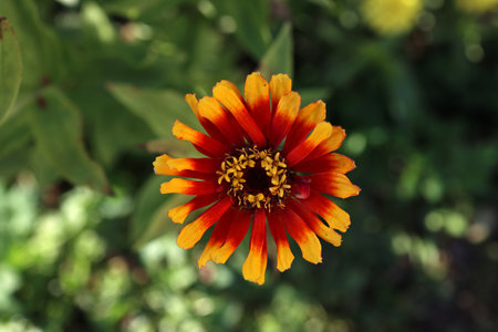 Isolated natural zinnia flower on green backgroundの写真素材