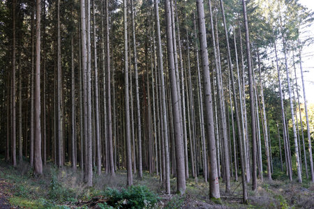 Beautiful summer forest with different treesの写真素材