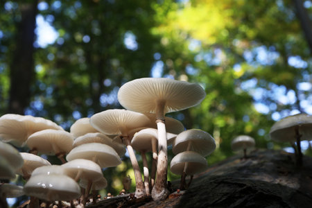 Oudemansiella mucida. Porcelain mushrooms on tree bark. Oudemansiella mucida on beech log.の写真素材