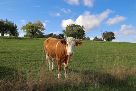 Cows in the pasture on a clear dayの写真素材