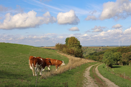 Cows in the pasture on a clear dayの写真素材