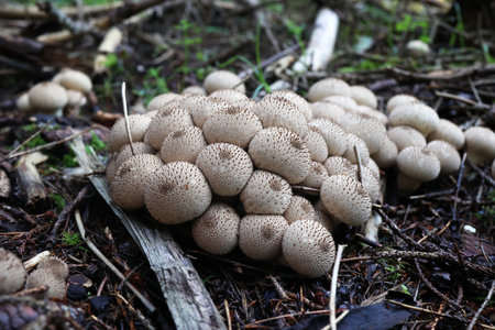 Lycoperdon perlatum, Close-up mushrooms in the autumn forest.の写真素材
