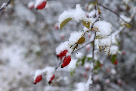 Rose hips on shrub branches in winter.の写真素材
