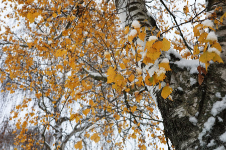Yellow birch leaves in winter.