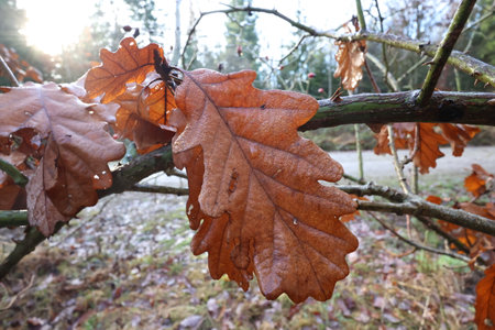 Oak leaf in the autumn forestの写真素材