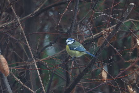 Sleeping tit sits on a tree.の写真素材