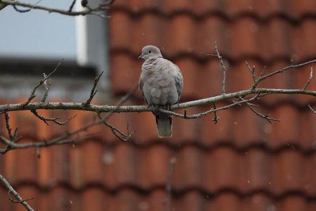 Wild pigeon on the tree. Turkish dove.の写真素材