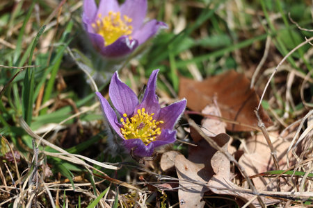 Beautiful purple fluffy flower Oriental Pulsatilla patens pasqueflowerの写真素材