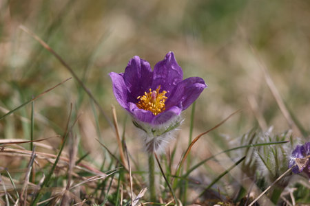 Beautiful purple fluffy flower Oriental Pulsatilla patens pasqueflowerの写真素材