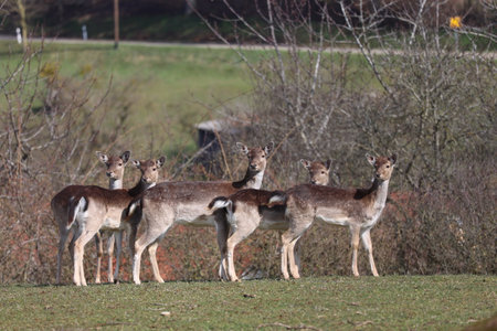 Roe deer at the edge of the forestの写真素材
