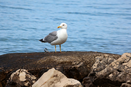 Seagull sits on the shore in the morningの写真素材