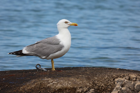 Seagull sits on the shore in the morningの写真素材