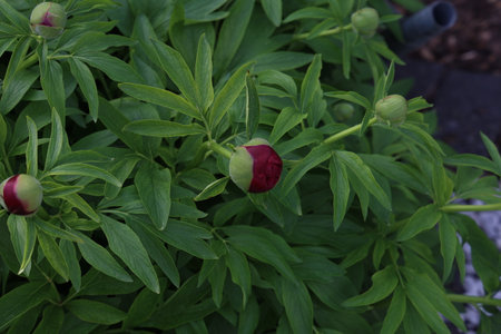 Red peony buds bloom in the garden at homeの写真素材