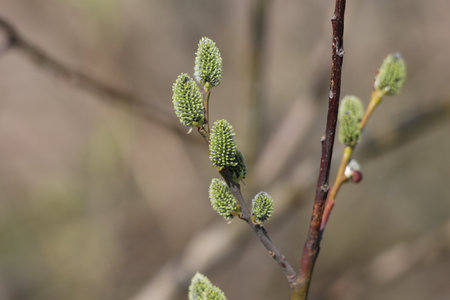 Green buds on tree branches in spring