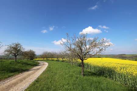Spring landscape on a clear day