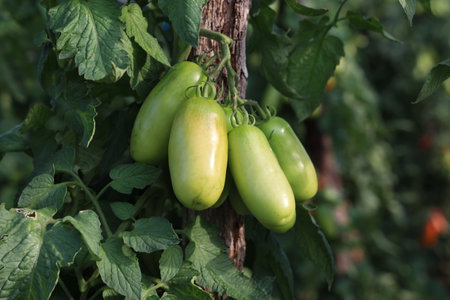 Ripe tomatoes in the gardenの写真素材
