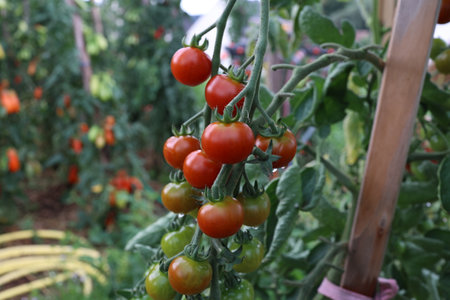 Ripe tomatoes in the gardenの写真素材