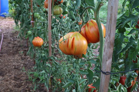 Ripe tomatoes in the gardenの写真素材