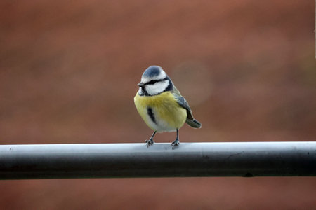A tit sits on a metal crossbarの写真素材