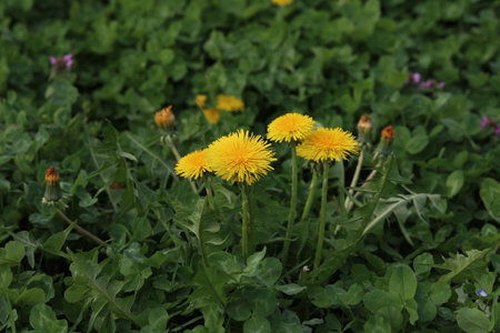 Yellow dandelions bloom on a green field in spring