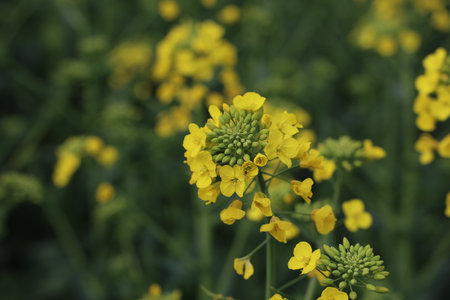 Rape blooms in farmers fields in spring